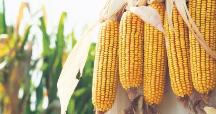 Cargill online bereket egitimi veriyor