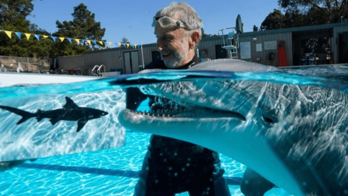 Robot yunuslar ilk olarak cin'de yer alan akvaryumda gorucuye cikacak